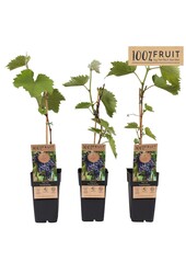 Vitis Frankenthaler P15