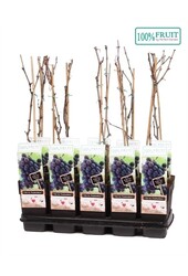 Vitis Frankenthaler P15