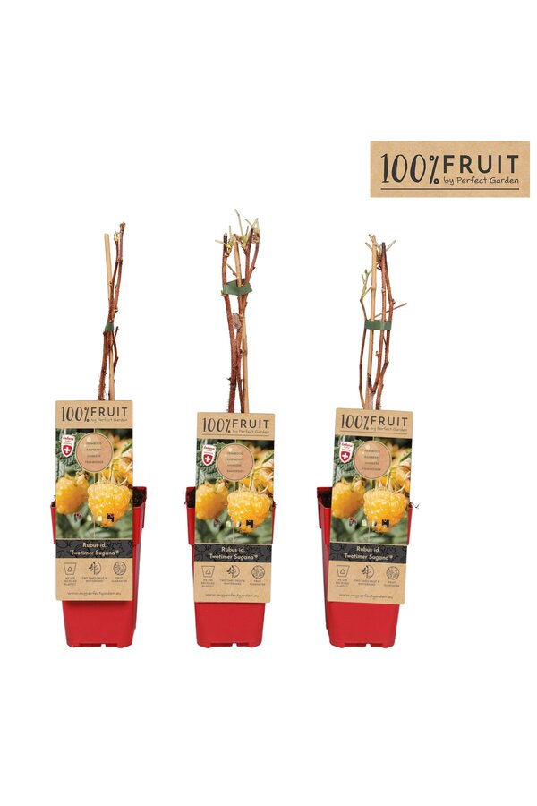 Rubus ideaus Twotimer Sugana Yellow® P15