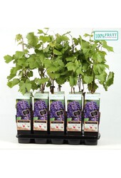 Vitis Boskoop Glory P15