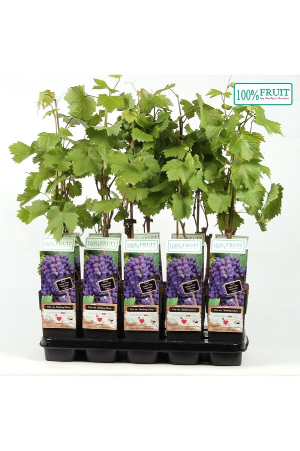 Vitis Boskoop Glory P15