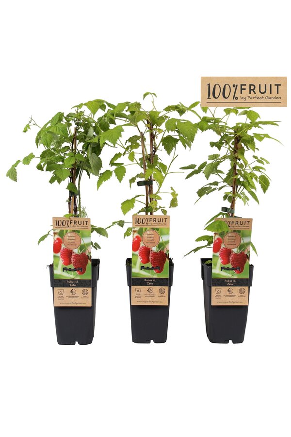 Rubus idaeus Zefa Herbsternte P15