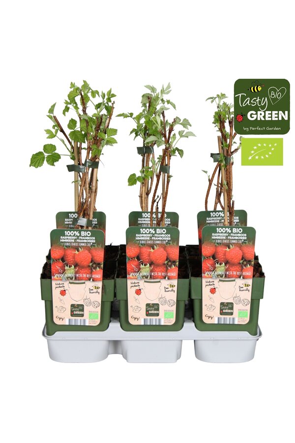 Rubus ideaus Summer Chef® Bio P13