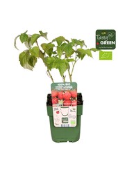 Rubus ideaus Summer Chef® Bio P13