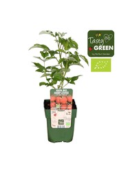 Rubus ideaus Summer Chef® Bio P13
