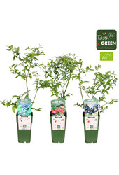 Vaccinium mix tray Bio P15