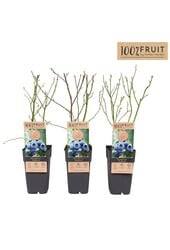 Vaccinium Northland P15