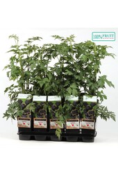 Rubus fruticosus Thornless Evergreen P15