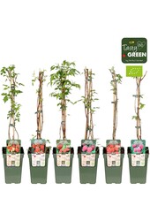 Rubus idaeus Framboos mix tray bio P19