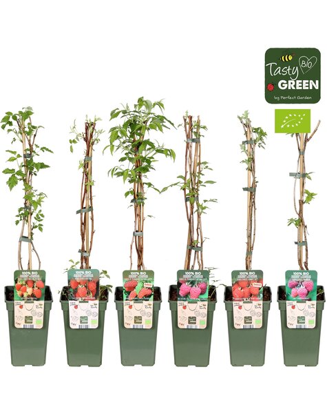 Rubus idaeus Himbeere Mix-Tray bio P19