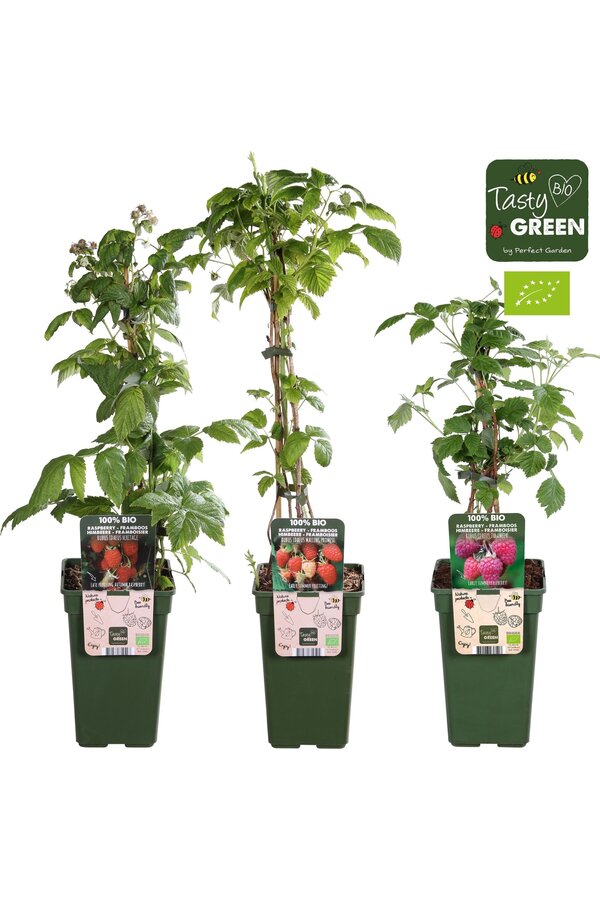Rubus idaeus Himbeere Mix-Tray bio P19