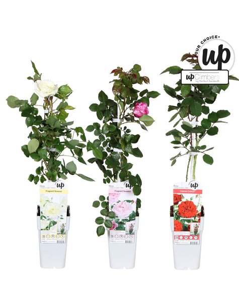 Rosa Our Choice mix tray P15