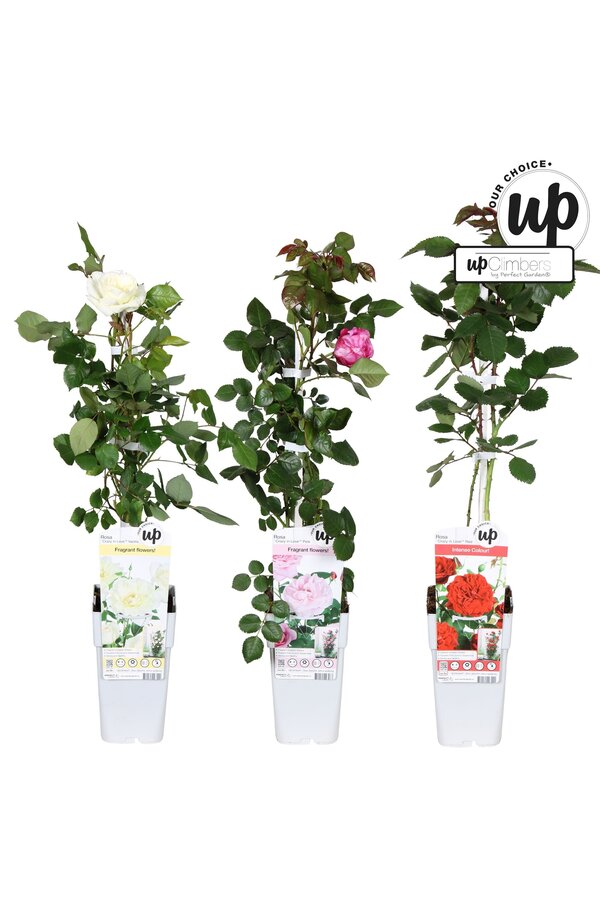 Rosa Our Choice Mix-Schale P15