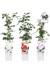 Rosa Our Choice Mix-Schale P15