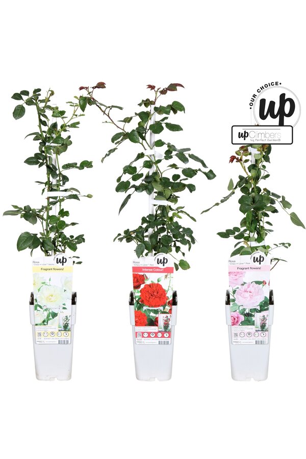 Rosa Our Choice mix tray P15