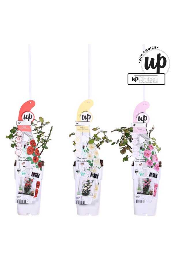 Rosa Our Choice Mix-Schale P15