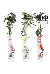 Rosa Our Choice Mix-Schale P15