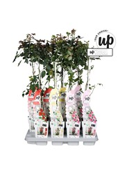 Rosa Our Choice Mix-Schale P15