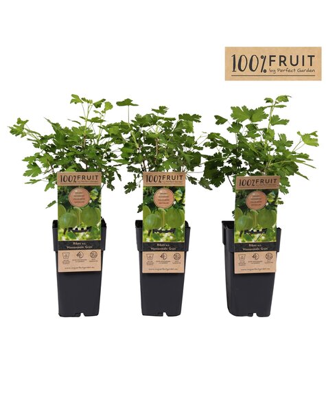 Ribes uva-crispa Hinnonmäki Grön P15