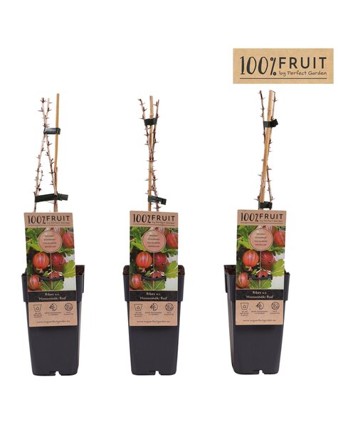 Ribes uva-crispa Hinnonmäki Röd P15