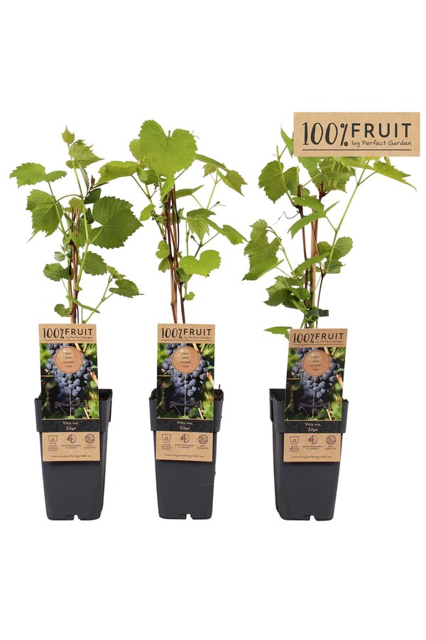 Vitis Zilga P15
