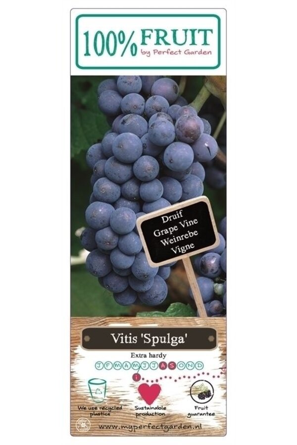 Vitis Spulga P15