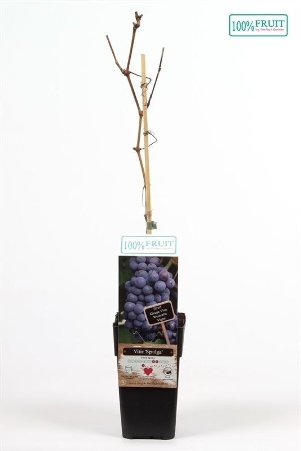 Vitis Spulga P15