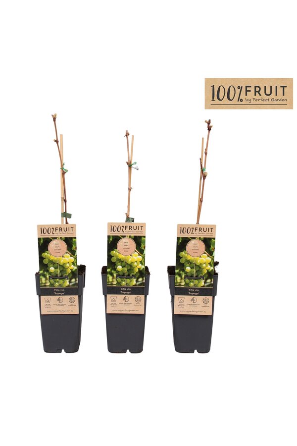 Vitis Supaga P15