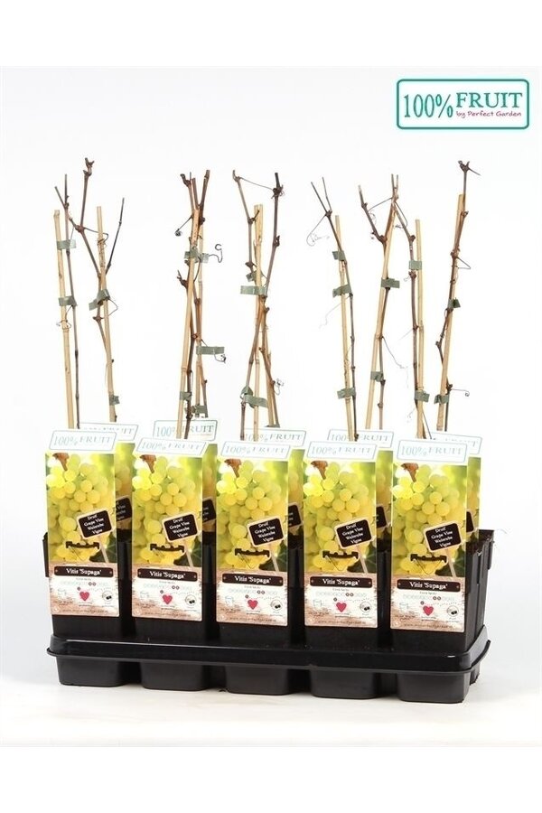Vitis Supaga P15