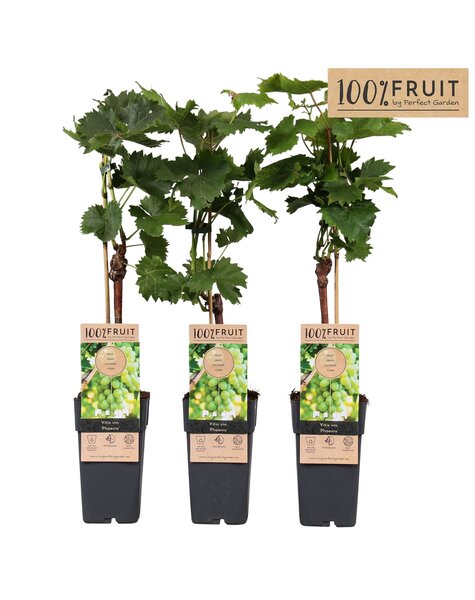 Vitis Phoenix (veredelt) P15
