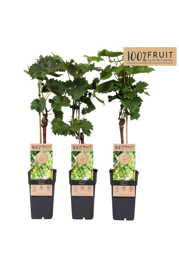 Vitis Phoenix (veredelt) P15