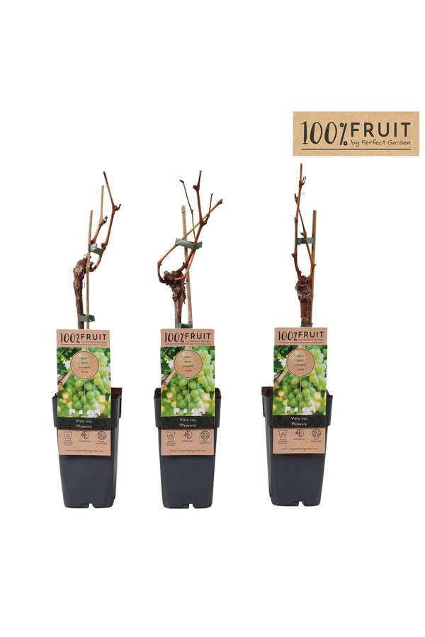 Vitis Phoenix (geënt) P15