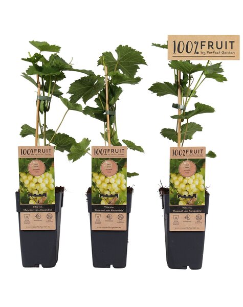 Vitis Muscat of Alexandria P15