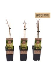 Vitis Muscat of Alexandria P15