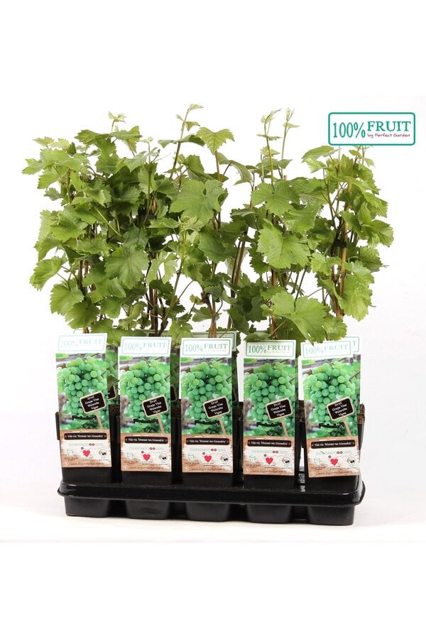 Vitis Muscat of Alexandria P15