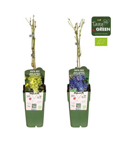 Vitis-Mix niedrig Bio P15