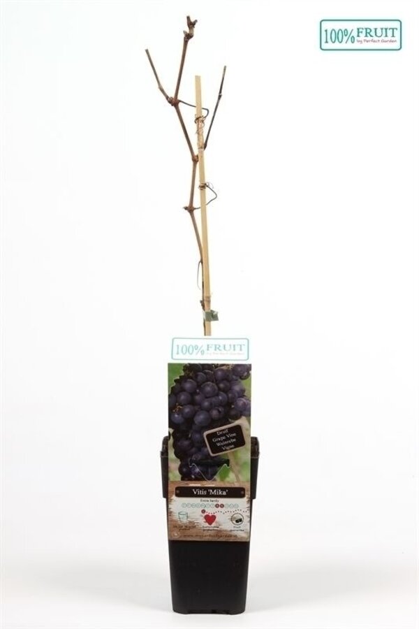 Vitis Mika P15