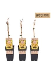 Vitis Golden Champion P15