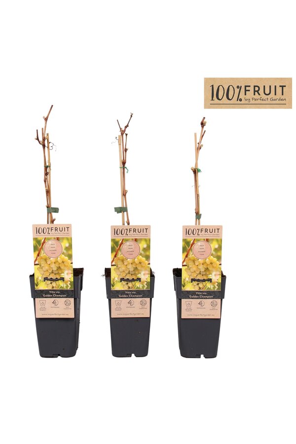 Vitis Golden Champion P15