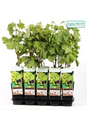 Vitis Golden Champion P15