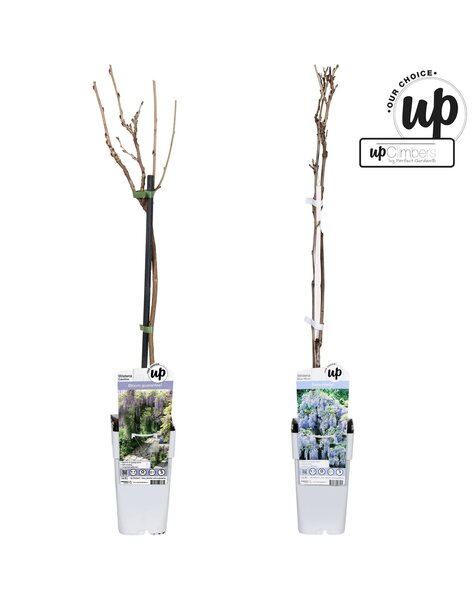 Wisteria Our Choice Mix-Schale P15