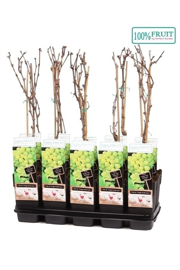 Vitis Vroege van der Laan P15