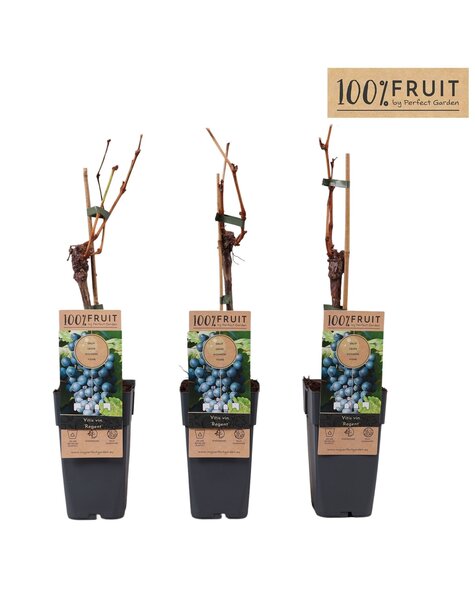 Vitis Regent (veredelt) P15