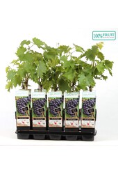 Vitis Regent (geënt) P15