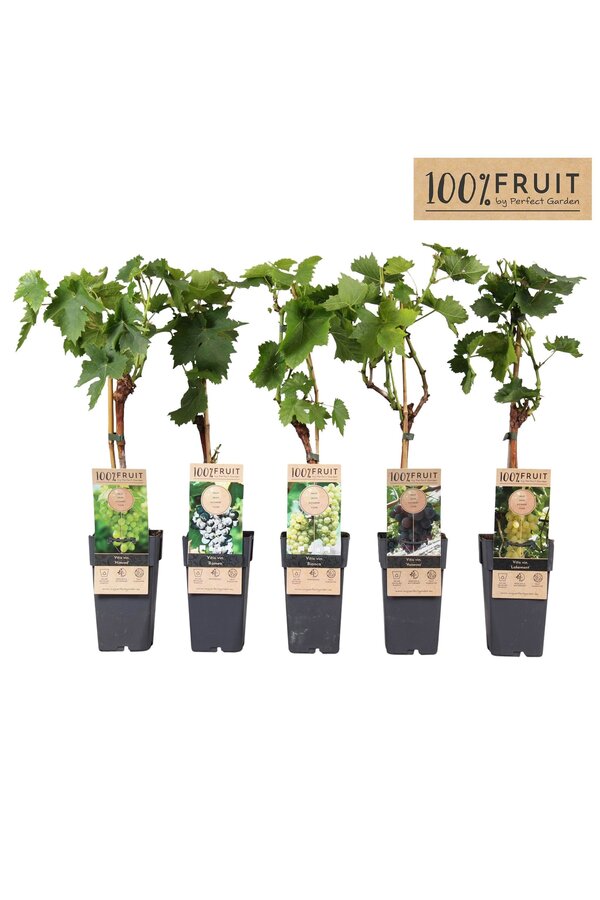 Vitis mix tray geent P15