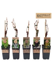 Vitis mix tray geent P15