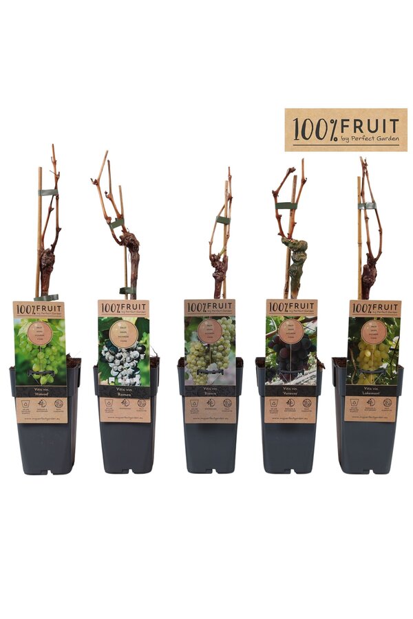 Vitis Mix-Tray veredelt P15