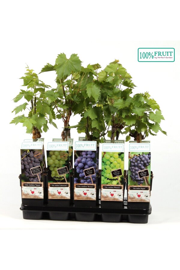 Vitis Mix-Tray veredelt P15