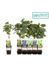 Vitis Mix-Tray veredelt P15