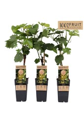 Vitis Lakemount (geënt) P15